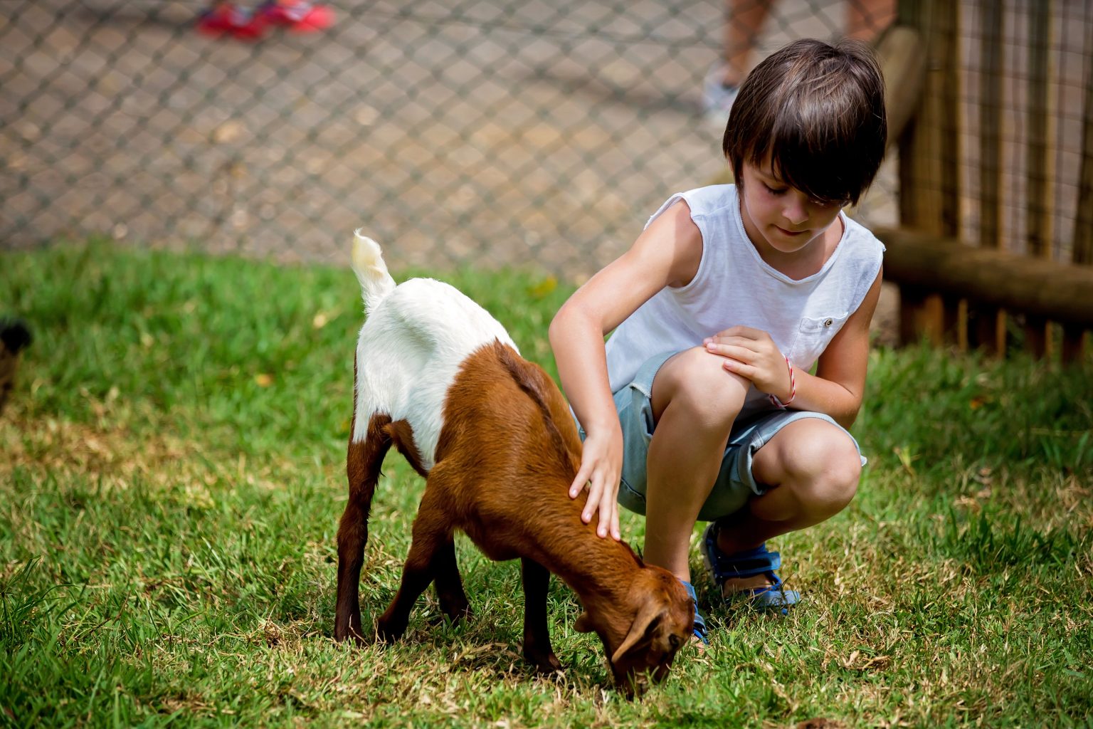 Petting boys. Козел ласкает.